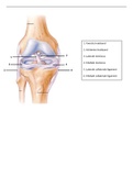 Anatomie van de knie