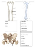 Anatomie botten bekken, been en voet