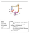 Anatomie en fysiologie van de dikke darm