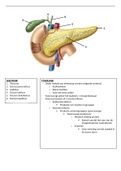 Anatomie en fysiologie van de pancreas en galwegen