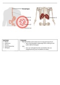Anatomie en fysiologie spijsverteringsstelsel   Anatomie bewegingsstelsel