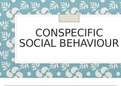 Equine Behaviour - Conspecific Social Behaviours