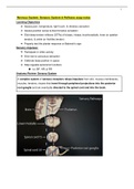 NR 509 Nervous System: Sensory System & Reflexes soap notes