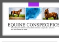 Equine Conspecifics - Part 1