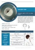 MYCOLOGIE - Aspergillus niger - Fiche récapitulative 1 page