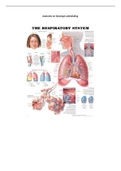 Samenvatting biomedische kennis : het ademhalingsstelsel!
