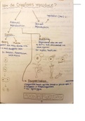 How do Organisms reproduce? MOST IMPORTANT CBSE CLASS 10 NOTES + QUESTIONS