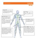 Unit 8 - Physiology of Human Body Systems BTEC Unit 8 Assignment 2 all criteria 