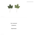 100 Arten Liste Pflanzen_DivOrg