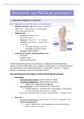 Samenvatting Pelvis en Perineum