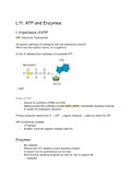 L11: ATP and Enzymes 