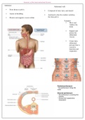 anatomy of gastrointestinal tract