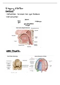 Oral Cavity Review