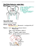 Lower Body High Yield Anatomy Review