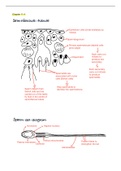 Sperm, egg, ovary and seminiferous tubules diagrams - grade 12