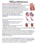 Pathologie hartritmestoornissen
