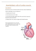 Autorhythmic cells of cardiac muscle