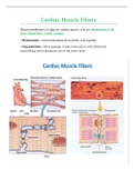 Cardiac Muscle Fibers
