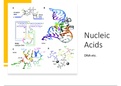 Chapter 2 - nucleic acids