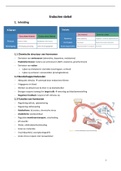 Funadament 3; Bio: Endocrien stelsel