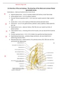 Branches of the sacral plexus (Golden notes)