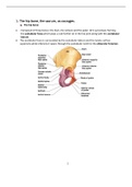 The hip bone, the sacrum, os coccyges (Golden notes)