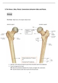 The femur, tibia, fibula. Connections between tibia and fibula (Golden notes)