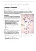 The anatomy of the foot arches. Radiological anatomy of the foot (Golden notes)