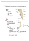 Bones and joints of the thorax, the movements of respiration (Golden notes)