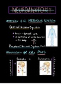 Introduction to Neuroanatomy 