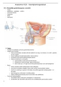 Voortplantingsstelsel anatomie en fysiologie