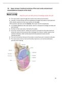 Anatomy of upper airway (Golden notes)