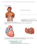 Samenvatting hoorcolleges deeltentamen I Vorm en Functie: tractus digestivus en cardiovasculaire systeem