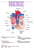 Herz-Kreislauf-System (Anatomie&Physiologie)