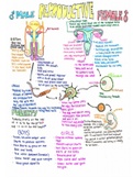 Study/Practice Notes on Human Anatomy