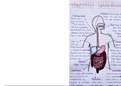 Human anatomy notes