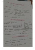 human anatomy notes
