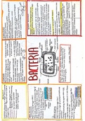 WJEC A Level Biology- Bacteria Revision Poster- Immunology and Disease 