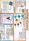 WJEC A Level Biology Revision Poster- The Immune Response- Immunology and Disease 
