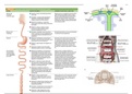 Gatrointestinal Tract and Renal System Physiology Notes