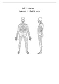 Anatomy: Skeletal System Assignment Exemplar