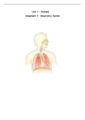 Anatomy: Respiratory Assignment Exemplar