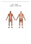 Anatomy: Muscular System Assignment Exemplar