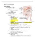 female reproductive system notes