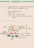 Neurobiologie - Synapse