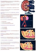 De Nieren (Anatomie, fysiologie en pathologie)