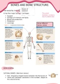 Bones and bone structure Summary Anatomy