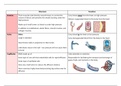 Btec applied science unit 5 biology revision booklet