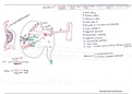 Dr najeeb Renal Physiology  & Pathology  handwritten note