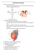 Male Reproductive Physiology